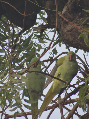 Tordi Garh, India: Kenneth Curtis blog