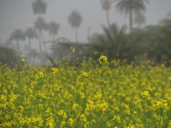 Tordi Garh, India: Kenneth Curtis blog